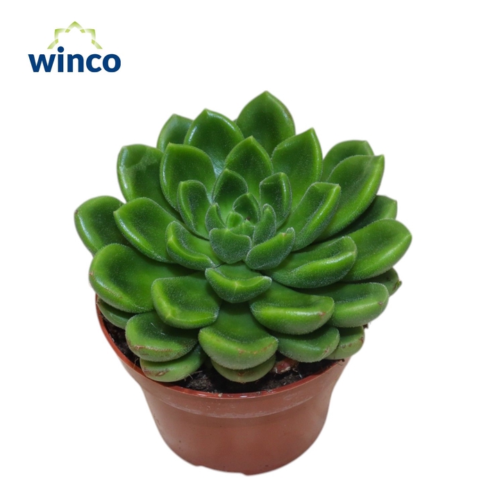 <h4>Echeveria Chubbs</h4>