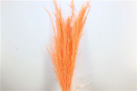 <h4>Dried Agrostis Salmon Bunch</h4>