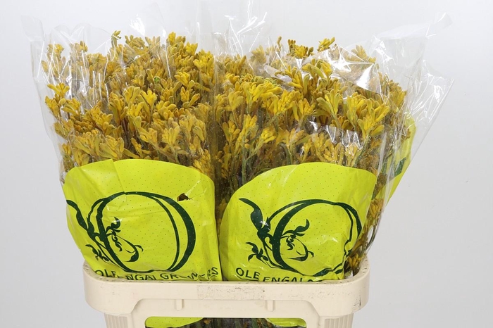 <h4>Anigozanthos Yellow Gem</h4>