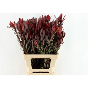 Leucad Safari Sunset Vertakt 70cm