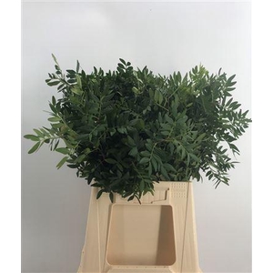 Pistacia Lentisco