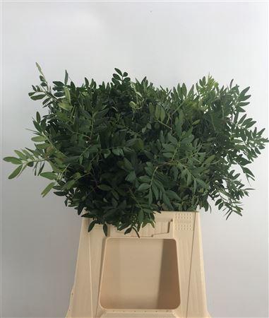 <h4>Pistacia Lentisco</h4>