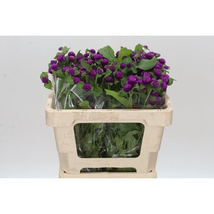 GOMPH PURPLE SPRAY