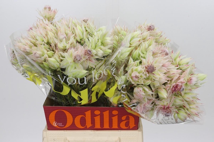 <h4>Blushing Bride 6/9 Flowers</h4>
