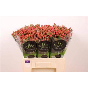 Hyp Tomato Flair Red