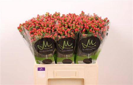 <h4>Hyp Tomato Flair Red</h4>