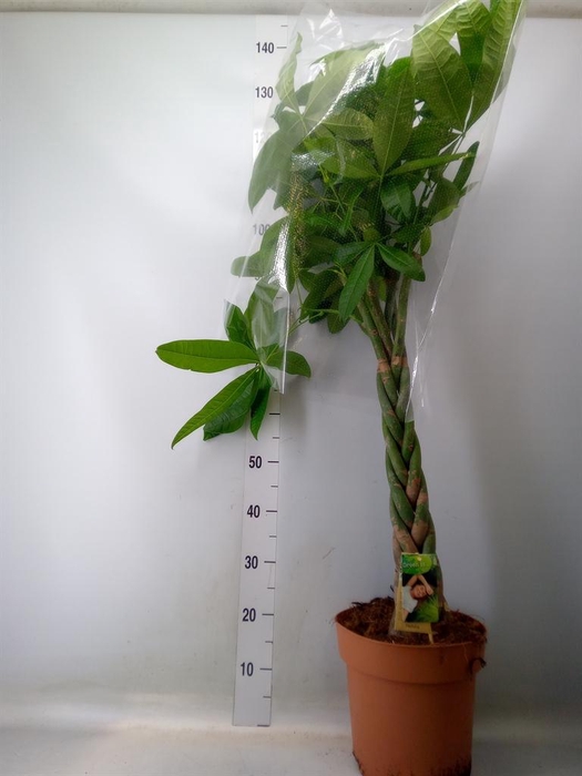 <h4>Pachira aquatica</h4>