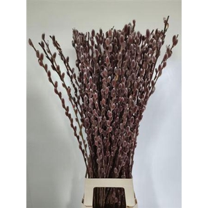 Salix Ch Red Passion