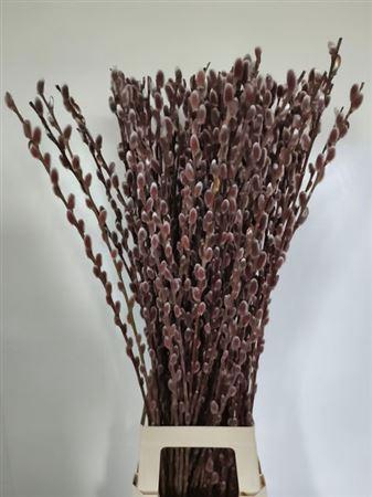 <h4>Salix Ch Red Passion</h4>