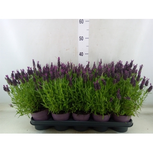 Lavandula stoec. 'Anouk'