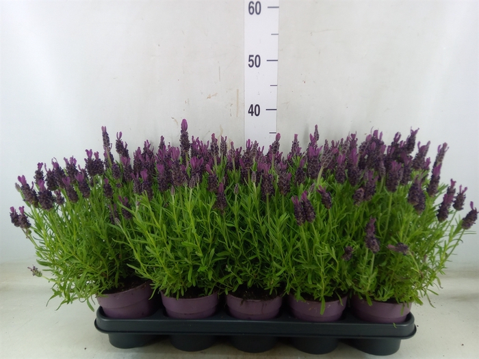 <h4>Lavandula stoec. 'Anouk'</h4>