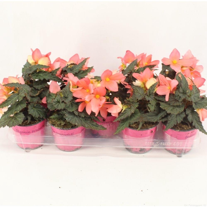 <h4>begonia Florencio Pink</h4>