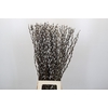 Salix Caprea Snow Flake Premium