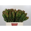 Leucadendron Laurel Yellow