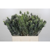 Eryngium Electric Dynamite