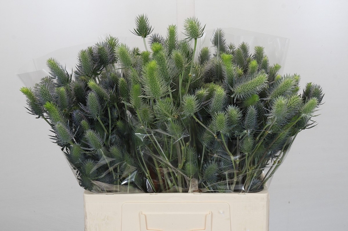 Eryngium Electric Dynamite