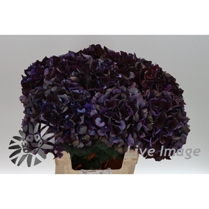 Hydrangea mag ruby red classic purple