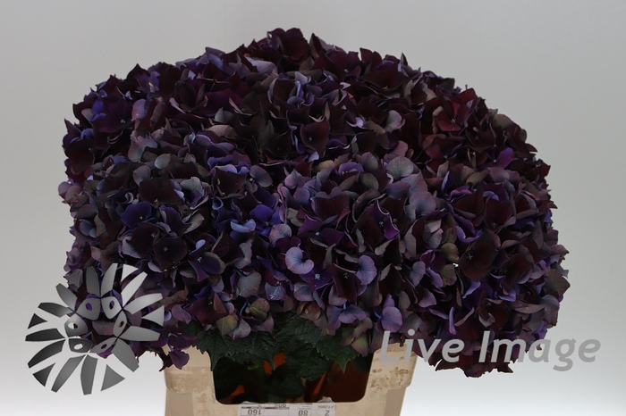 <h4>Hydrangea mag ruby red classic purple</h4>