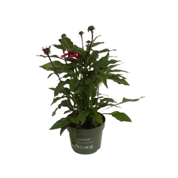 <h4>Echinacea Sombrero Rose</h4>