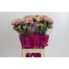 Dianthus St Antigua