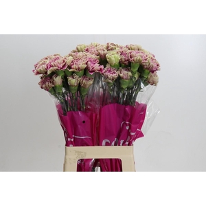 Dianthus St Antigua