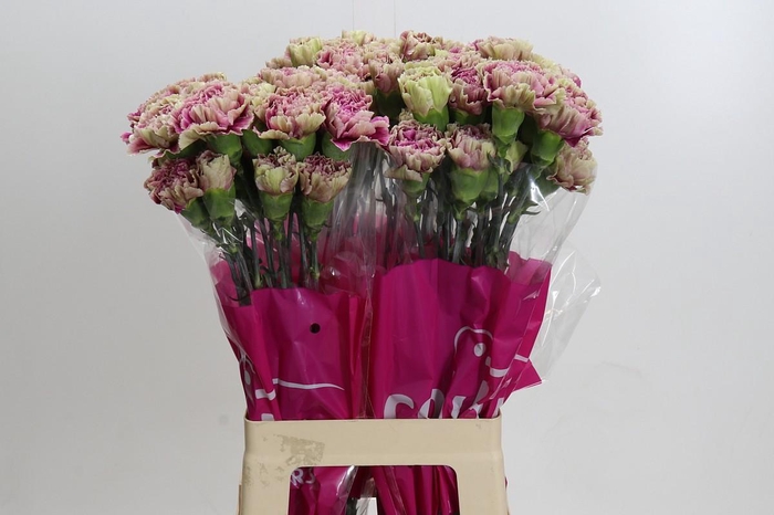 <h4>Dianthus St Antiqua</h4>