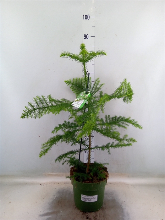 <h4>Araucaria heterophylla</h4>