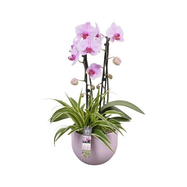 <h4>PTPH6019 Arrangement Phalaenopsis in keramiek pot</h4>