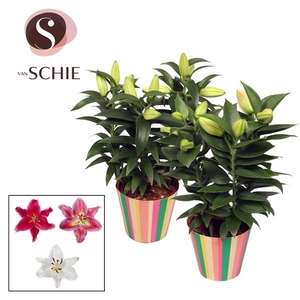 Oriental Mix 13cm potcover STRIPES