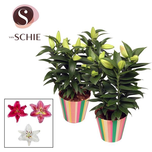 <h4>Oriental Mix 13cm potcover STRIPES</h4>