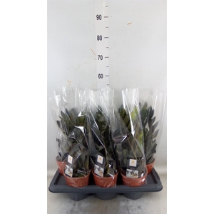 Zamioculcas zamiifolia 'Dowon'