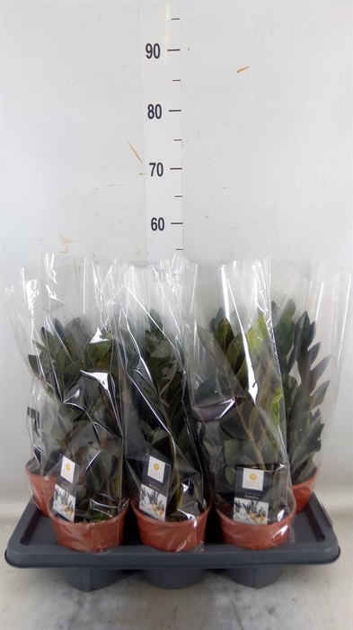 <h4>Zamioculcas zamiifolia 'Dowon'</h4>