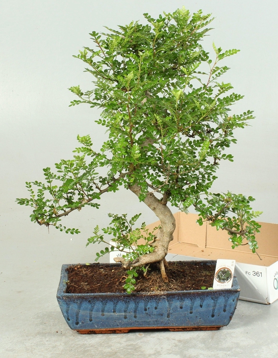 <h4>BONSAI GEM</h4>