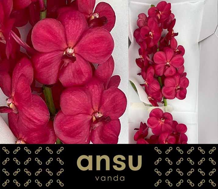 <h4>Vanda Red Magic</h4>