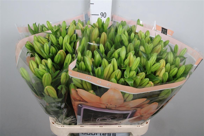 <h4>Li La Menorca</h4>