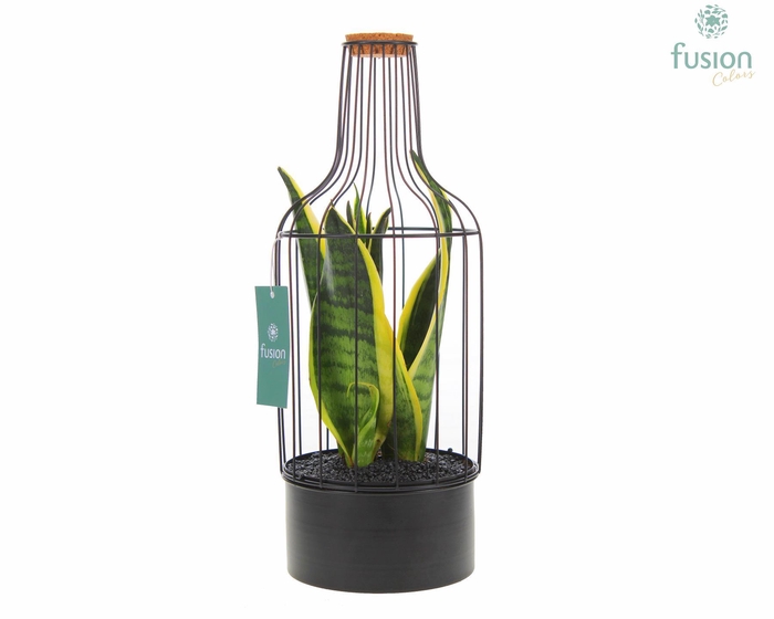 <h4>Metaal fles zwart Medium met Sansevieria</h4>