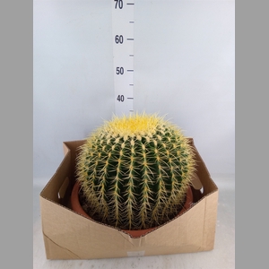 Echinocactus grusonii