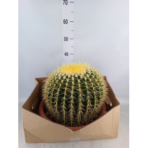Echinocactus grusonii