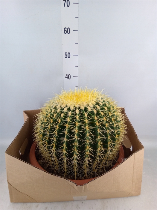 <h4>Echinocactus grusonii</h4>