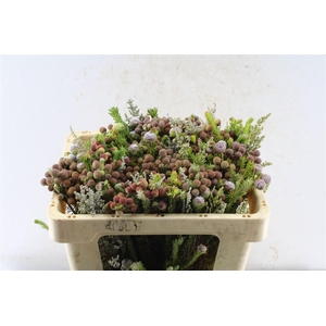 Kaaps Groen Gemengd In Bos