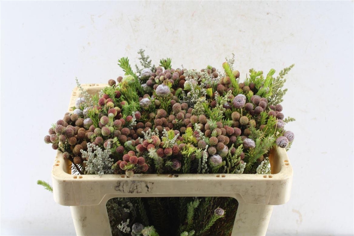 <h4>Kaaps Groen Gemengd In Bos</h4>