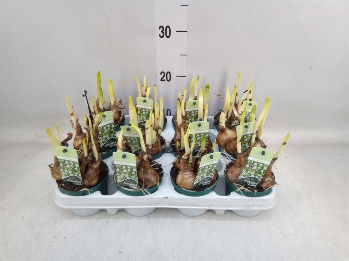 <h4>Leucojum aestivum</h4>