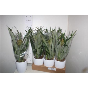 Ananas Rosita Keramiek Wit