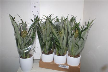 <h4>Ananas Rosita Keramiek Wit</h4>