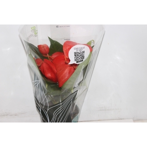 ANTHURIUM SCHERZERIANUM CHRISTINE P15