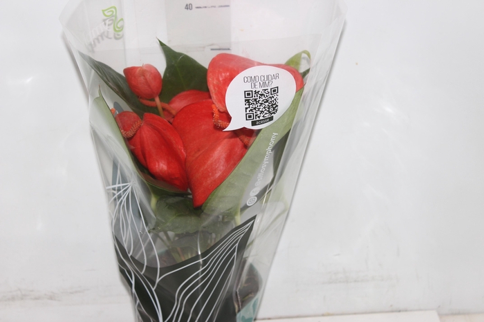 <h4>ANTHURIUM SCHERZERIANUM CHRISTINE P15</h4>