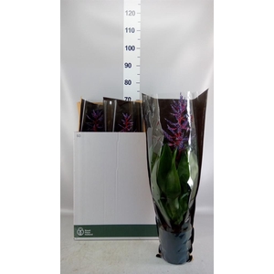 Aechmea  'Blue Rain'