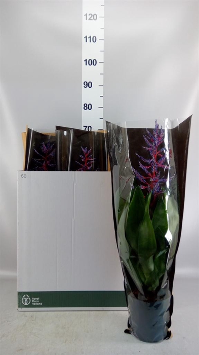<h4>Aechmea  'Blue Rain'</h4>