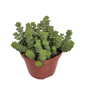 Crassula Marnieriana Hottentot