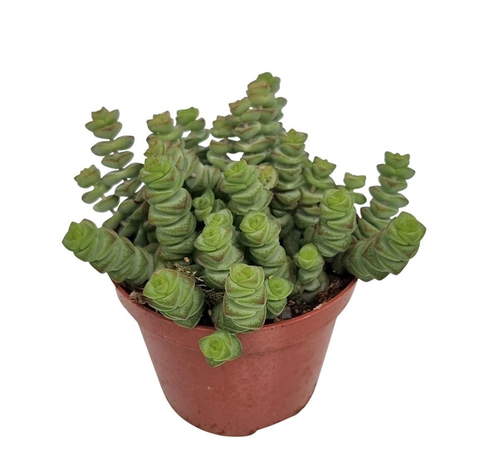 <h4>Crassula Marnieriana Hottentot</h4>